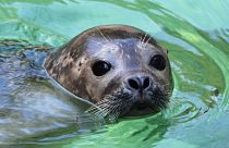 In May: Seals are making a comeback in Belgium.
