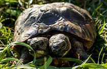 Our favourite positive environmental story from 2022: World's oldest two-headed tortoise celebrates 25th birthday.