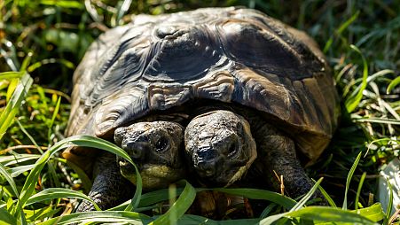 Our favourite positive environmental story from 2022: World's oldest two-headed tortoise celebrates 25th birthday.