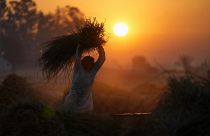 مزارع هندي يسحق محصول القمح بعد الحصاد في الصباح الباكر. 2022/12/05