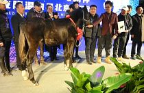 الجواد جوانغ جوانغ المولود في حزيران/يونيو الفائت من أم بديلة والمطوّر في مختبر "سينوجين" في بكين، هو استنساخ لحصان مستورد من ألمانيا.