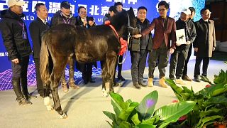 الجواد جوانغ جوانغ المولود في حزيران/يونيو الفائت من أم بديلة والمطوّر في مختبر "سينوجين" في بكين، هو استنساخ لحصان مستورد من ألمانيا.
