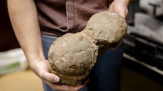 Multiple eggs were scanned in the hope of finding a dinosaur embryo