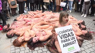 نشطاء الدفاع عن حقوق الحيوان يحتجون في مدريد.