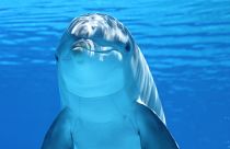 Dolphins in noisy environments struggle to communicate and cooperate on tasks, research shows.