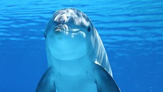 Dolphins in noisy environments struggle to communicate and cooperate on tasks, research shows.