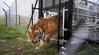South Africa: Search on after tiger escapes, attacks man