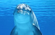 تاثیر آلودگی صوتی بر زندگی دلفین‌ها