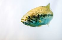 Eating one fish in a year is the same as ingesting water with PFOS at 48 parts per trillion for one month, researchers have warned..