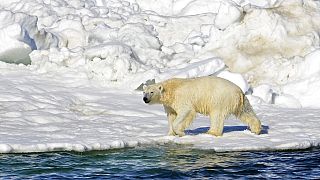 Alaska'da gözlenen bir kutup ayısı / Arşiv