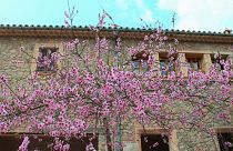 An almond tree in Mallorca