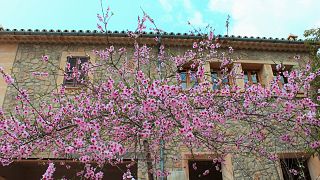 An almond tree in Mallorca