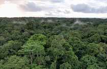 Trees - like these in a Gabonese rainforest - are largely to thank for current levels of carbon dioxide removal.