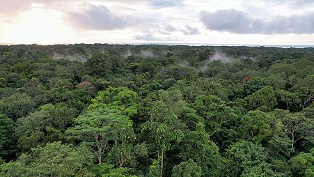 Trees - like these in a Gabonese rainforest - are largely to thank for current levels of carbon dioxide removal.