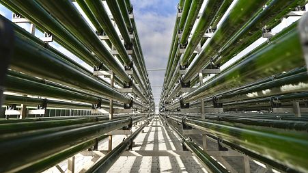 Microalgae, grown in industrial photobioreactors, can provide sustainable alternatives to petrochemicals