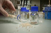 Industry-grade bioplastic pellets, produced in EU-funded Nenu2PHAr project