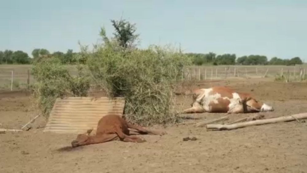 Sequía en Argentina: Las vacas mueren en masa