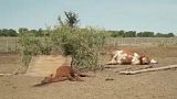 Vacas muertas en un rancho en la región de Santa Fe, en Argentina, donde la sequía provoca pérdidas millonarias. 