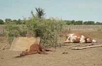 Vacas muertas en un rancho en la región de Santa Fe, en Argentina, donde la sequía provoca pérdidas millonarias.