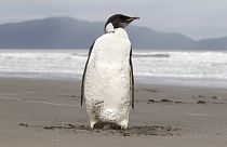İmparator penguen (arşiv)