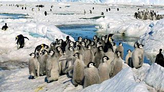 عکس آرشیوی از پنگوئن‌های قطبی