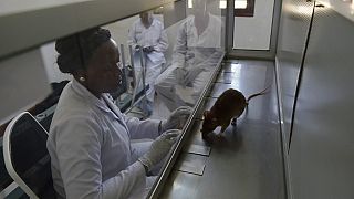 Laboratories in Kenya and Tanzania train rats to detect tuberculosis 