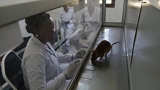 Tanzanie : des rats pour détecter la tuberculose chez les séropositifs