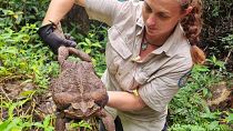 The cane toad it weighed in at a record-breaking 2.7 kg, earning it the nickname Toadzilla.
