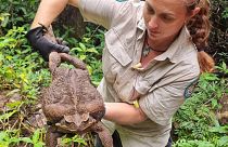 The cane toad it weighed in at a record-breaking 2.7 kg, earning it the nickname Toadzilla.