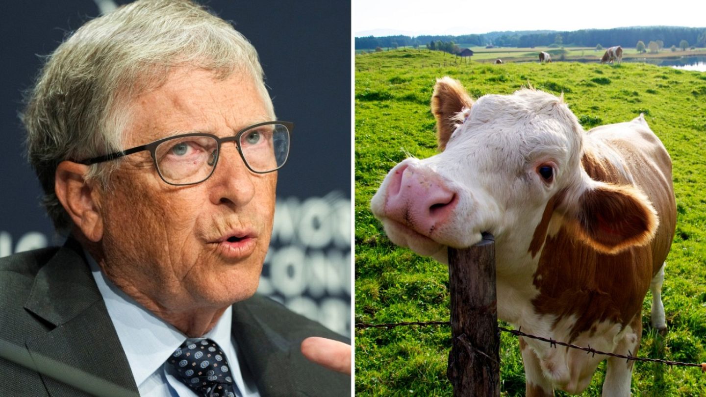 Bill Gates is taking on cow burps by backing an Australian climate tech  start-up | Euronews