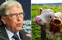 Bill Gates is funding an Australian climate tech startup that hopes to reduce methane emissions from cows.