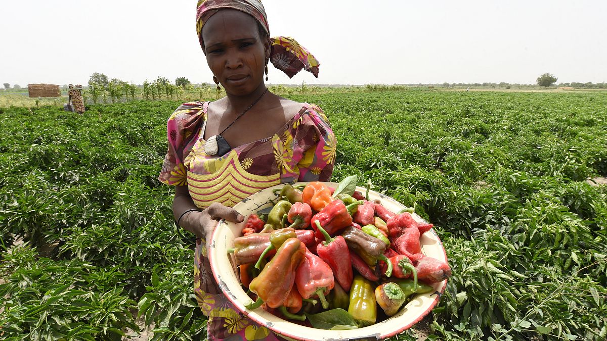 مزارعة نيجيرية تحمل محصول الفلفل في ولاية بورنو، شمال شرق نيجيريا 2017
