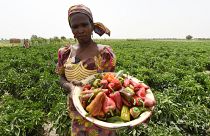 مزارعة نيجيرية تحمل محصول الفلفل في ولاية بورنو، شمال شرق نيجيريا 2017