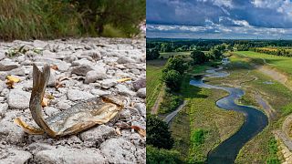 The renaturalised Emscher in Dortmund-Deusen (right) gives hope that other rivers can recover.