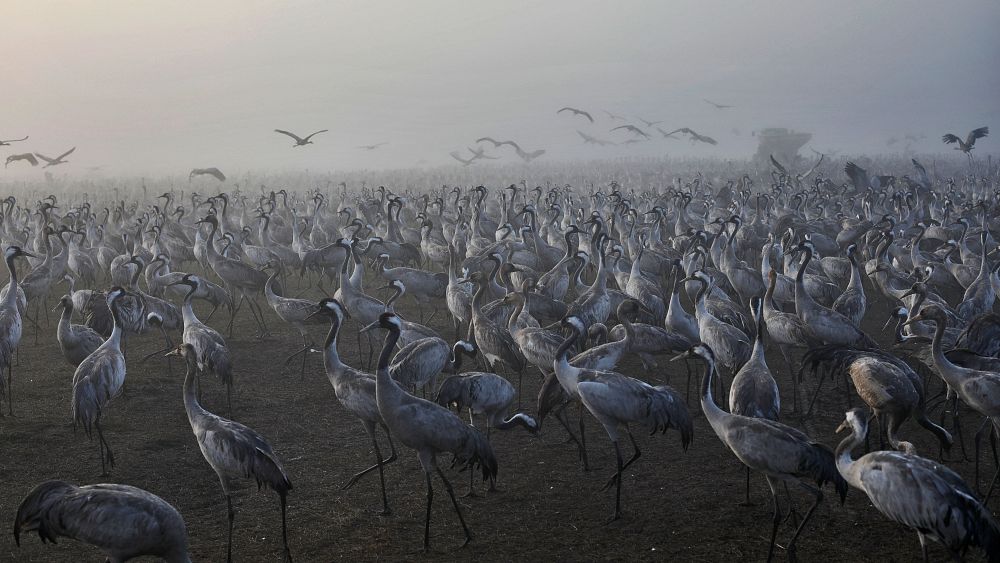WATCH: thousands of cranes rest along Israel's Agamon Hula Lake