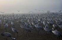 طيور الكركي على طول منطقة بحيرة أغامون حولا بوادي الحولة في شمال إسرائيل.