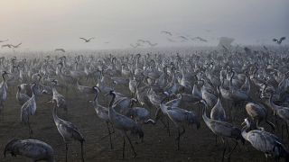 Thousands of cranes resting along Israel's Agamon Hula Lake.