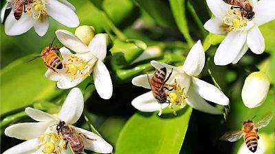 زنبورهای عسل و نقش آن‌ها در گرده‌افشانی