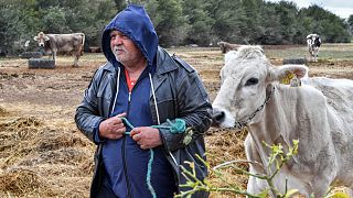 مزرعة التونسي محمد غرسلاوي 