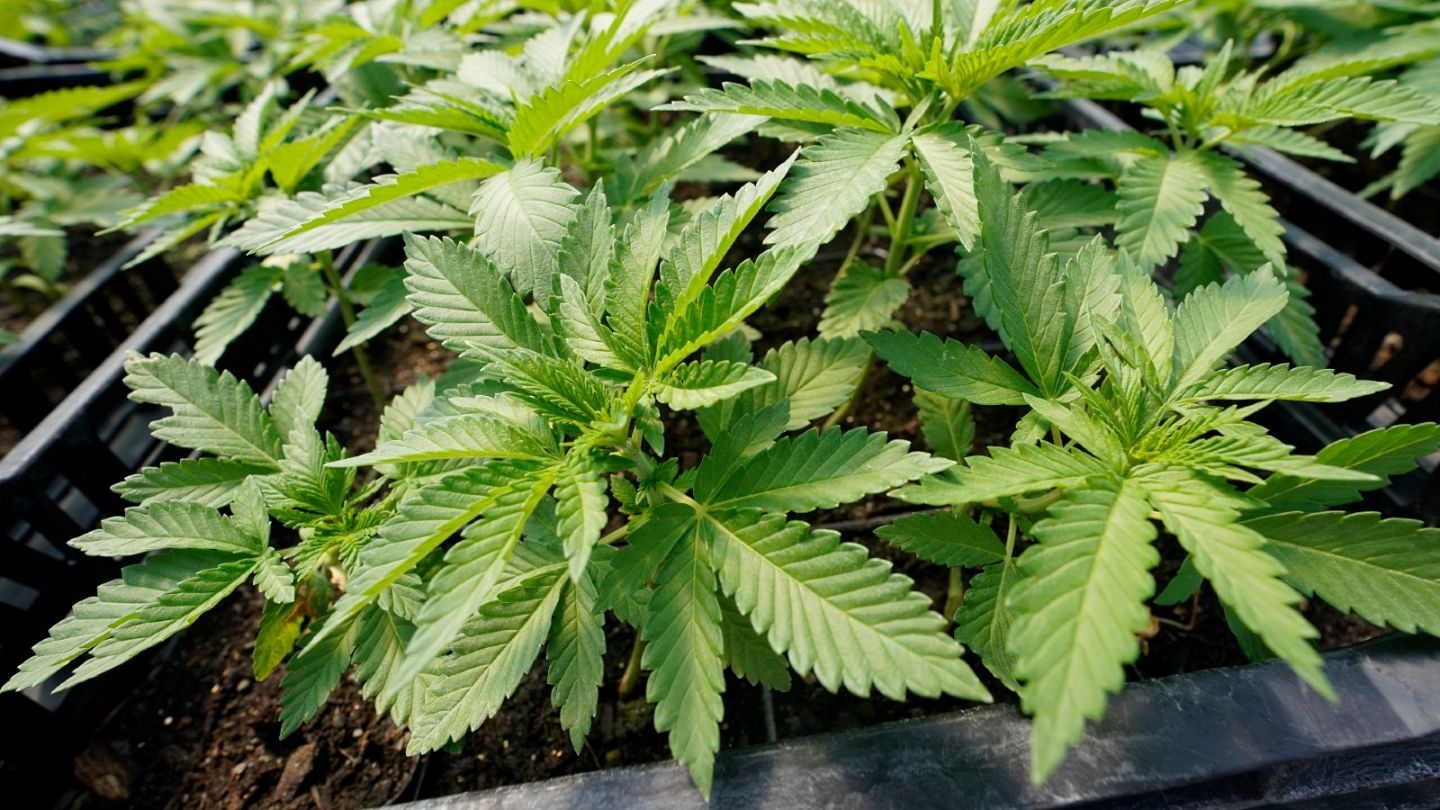 In fumo il piano tedesco di legalizzare la cannabis nel 2024