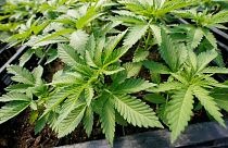Des plants de marijuana destinés au marché récréatif adulte sont vus dans une serre de Hepworth Farms à Milton, N.Y, Etats-Unis, le 15 juillet 2022
