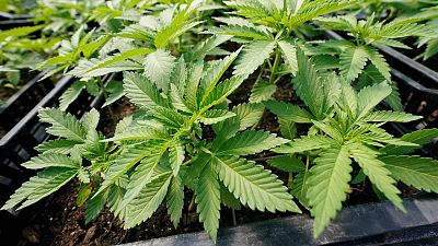 Des plants de marijuana destinés au marché récréatif adulte sont vus dans une serre de Hepworth Farms à Milton, N.Y, Etats-Unis, le 15 juillet 2022