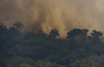كثرت الحرائق مؤخراً في غابات الأمازون 