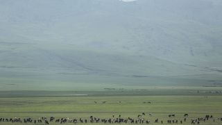 Tanzania squeezes Maasai by seizing livestock, report warns
