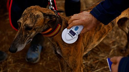 A vet examines the identification chip of a greyhound, before the start of a hare hunting competition in the Las Tramadas field in Mascaraque, central Spain.