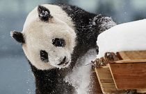 Female panda called Lumi was loaned to Finland's Ähtäri zoo following an agreement with China made during a state visit from President Xi Jinping in 2017.