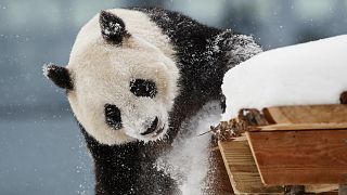 Το θηλυκό Panda που ονομάζεται Lumi δανείστηκε στο ζωολογικό κήπο της Φινλανδίας μετά από συμφωνία με την Κίνα κατά τη διάρκεια κρατικής επίσκεψης του Προέδρου Xi Jinping το 2017