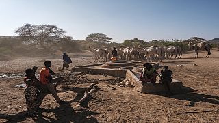 Drought in Horn of Africa threatens nomadic herders