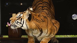 Afrique du Sud : un tigre échappé sème la panique près de Johannesburg