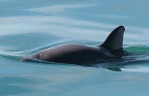 The tiny vaquita is the most endangered porpoise in the world. There are fewer than 20 left in the wild.